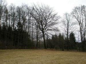 Košovský buk má vysokou ekologickou  a estetickou hodnotu.  Zdroj: MÚ Lomnice nad Popelkou