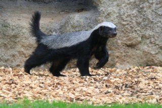 zoo_dk_medojed_kapsky_02_simona_jirickova