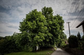 66c05ccc-6008-4f3d-a65a-2a3fff0b6d9b_800_534