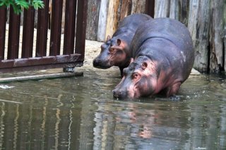 zoo_dk_hrosi_simona_jirickova_01