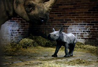 zoo_dk_mlade_nosorozce_photo_hynek_glos-4