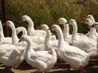 0c044b4b9e808cc2cc676441885502e6