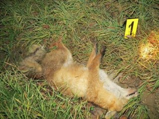 6186948-slovacko-nehody-zver_denik-485