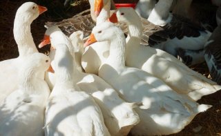 goose-1700568_960_720