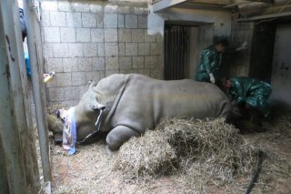 zoo_dk_3_priprava_na_odber_oocytu_jan_stejskal