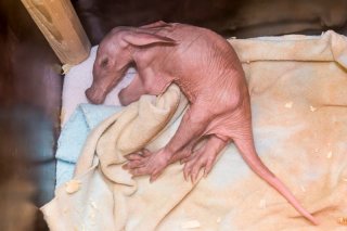 zoodk_mlade_hrabace_foto_lukas_pavlacik-3