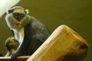 zoodk_mlade_kockodana_campbellova_foto_andrea_jirousova-1