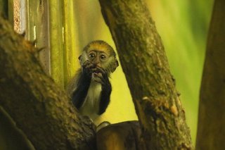 zoodk_mlade_kockodana_campbellova_foto_andrea_jirousova-3