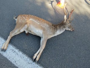 stc599et-se-zvc49bc599c3ad