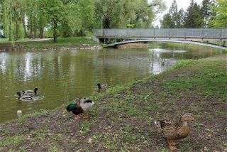 vodnc3ad-plochy-v-c5a1imkovc3bdch-sadech-si-oblc3adbily-kachny-foto-vlac48fka-wildovc3a1