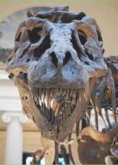dino