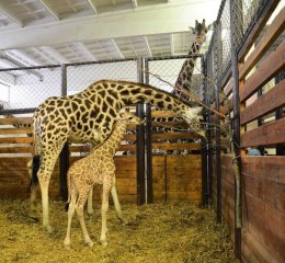 zoo