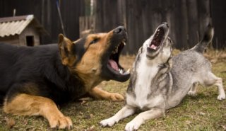 dog1
