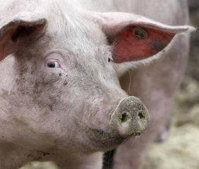 4096382-prase-na-ekologicke-farme-v-germeringu