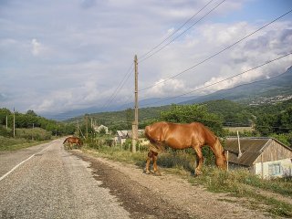 turkey-105823_640