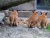 zoo_dk_mladata_karakalu_simona_jirickova_04