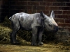 zoo_dk_mlade_nosorozce_photo_hynek_glos-3
