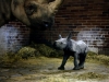 zoo_dk_mlade_nosorozce_photo_hynek_glos-4